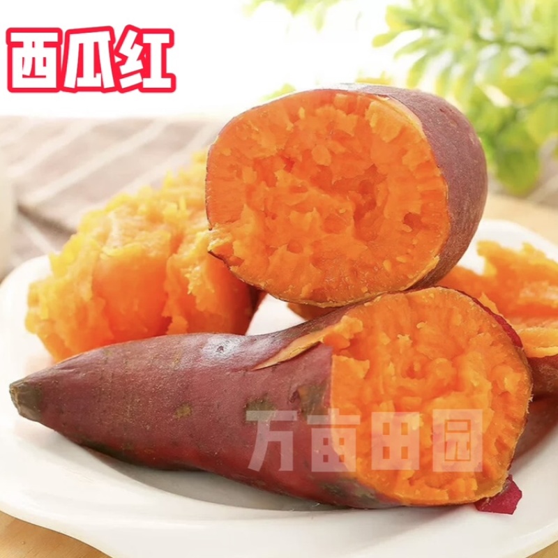 西瓜红蜜薯软糯香甜产地直发量大优惠整车批发一件代发