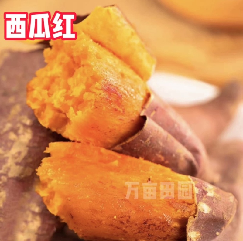 西瓜红蜜薯软糯香甜产地直发量大优惠整车批发一件代发