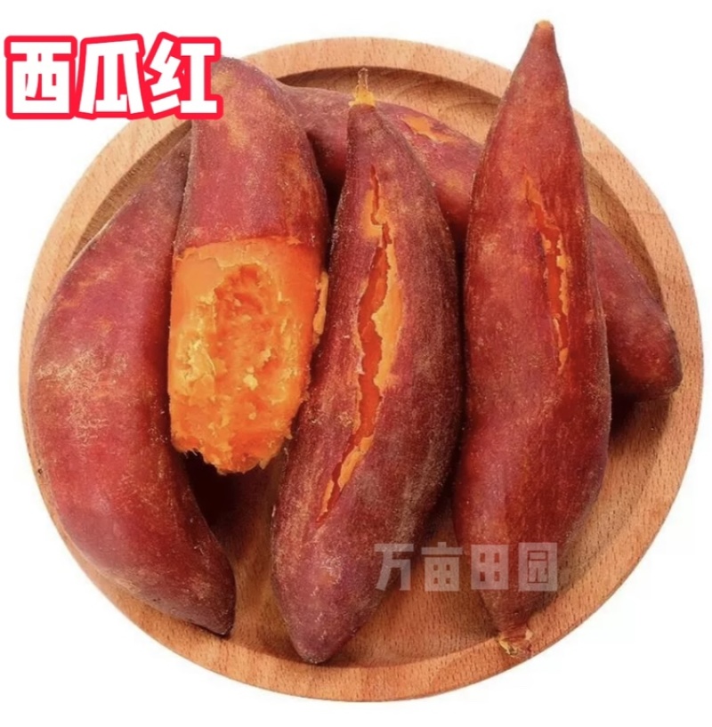 西瓜红蜜薯软糯香甜产地直发量大优惠整车批发一件代发