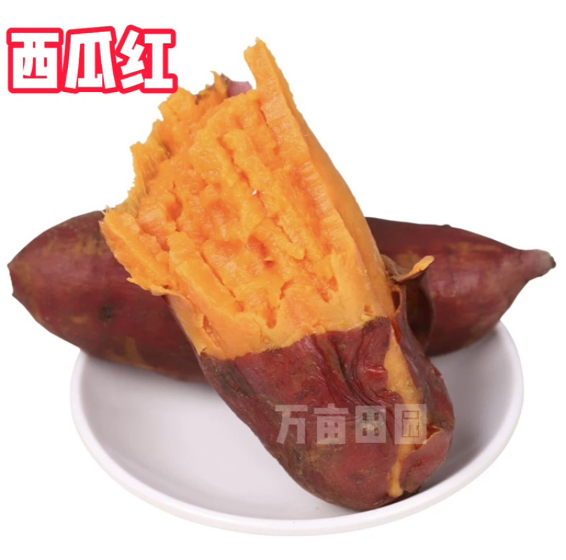 西瓜红蜜薯软糯香甜产地直发量大优惠整车批发一件代发