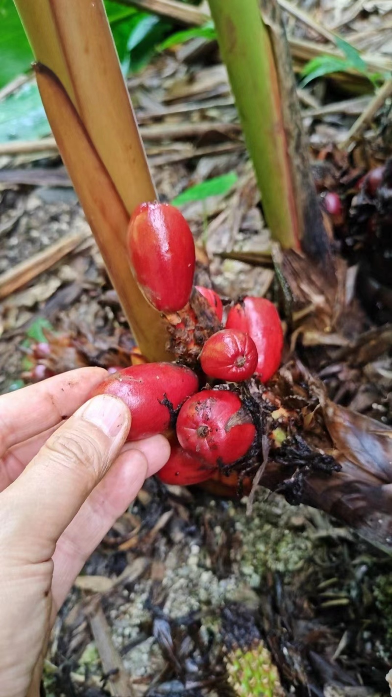 草果面/草果粉/假一赔百/货真价实/量大可商议，全国包邮