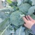 优质西兰花大量上市花型好无黄粒小米粒支持全国发货