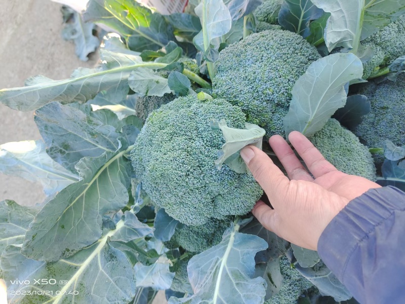 优质西兰花大量上市花型好无黄粒小米粒支持全国发货