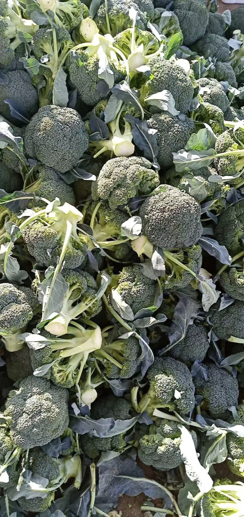 优质西兰花大量上市花型好无黄粒小米粒支持全国发货