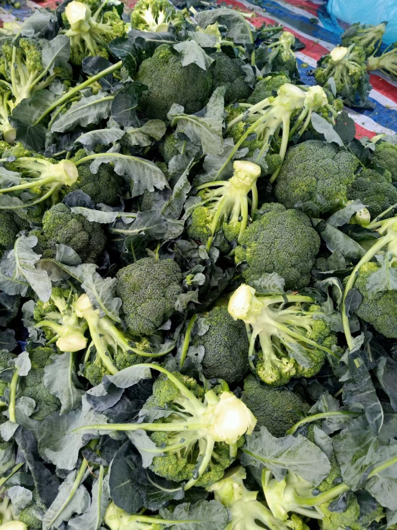 优质西兰花大量上市花型好无黄粒小米粒支持全国发货