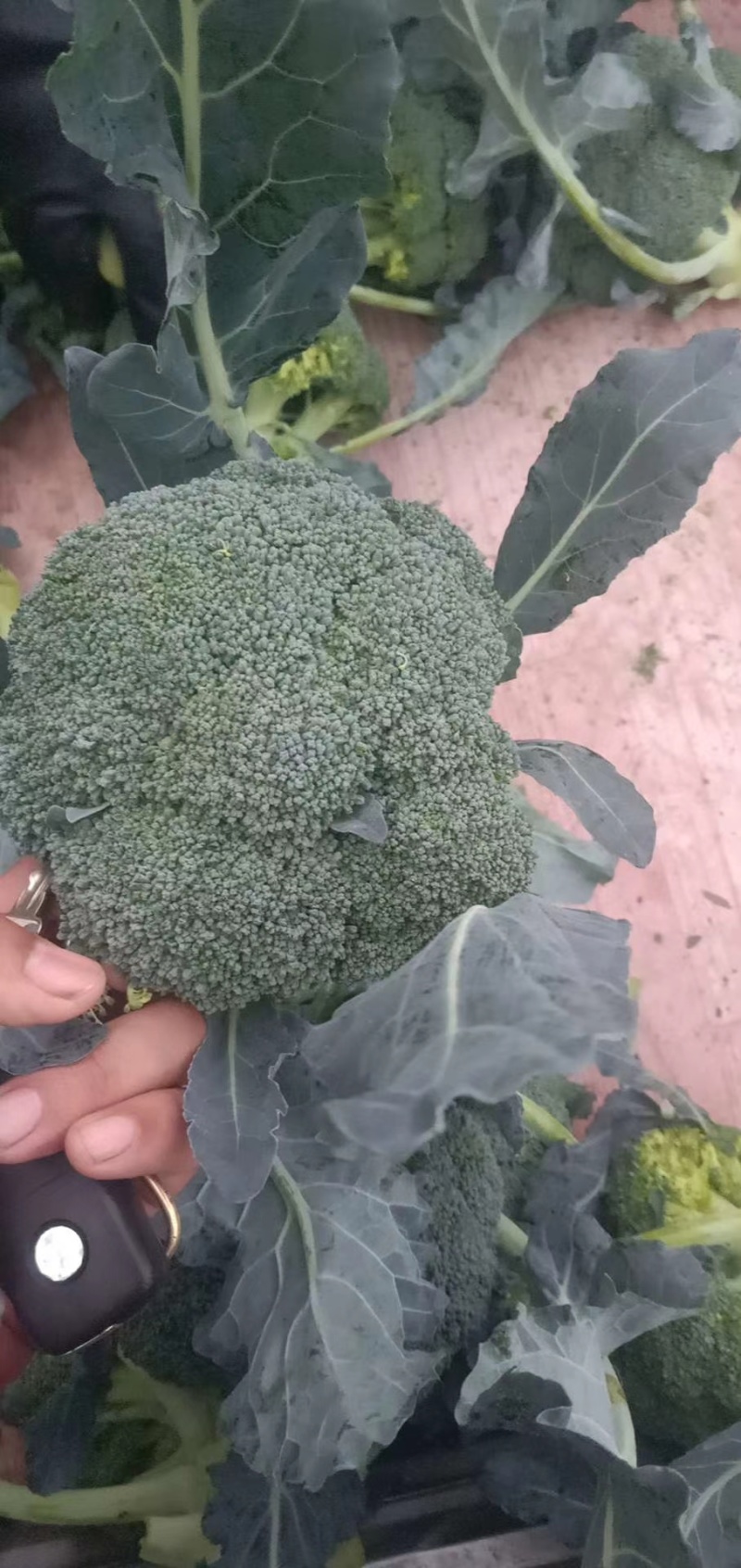 优质西兰花大量上市花型好无黄粒小米粒支持全国发货