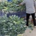 优质西兰花大量上市花型好无黄粒小米粒支持全国发货