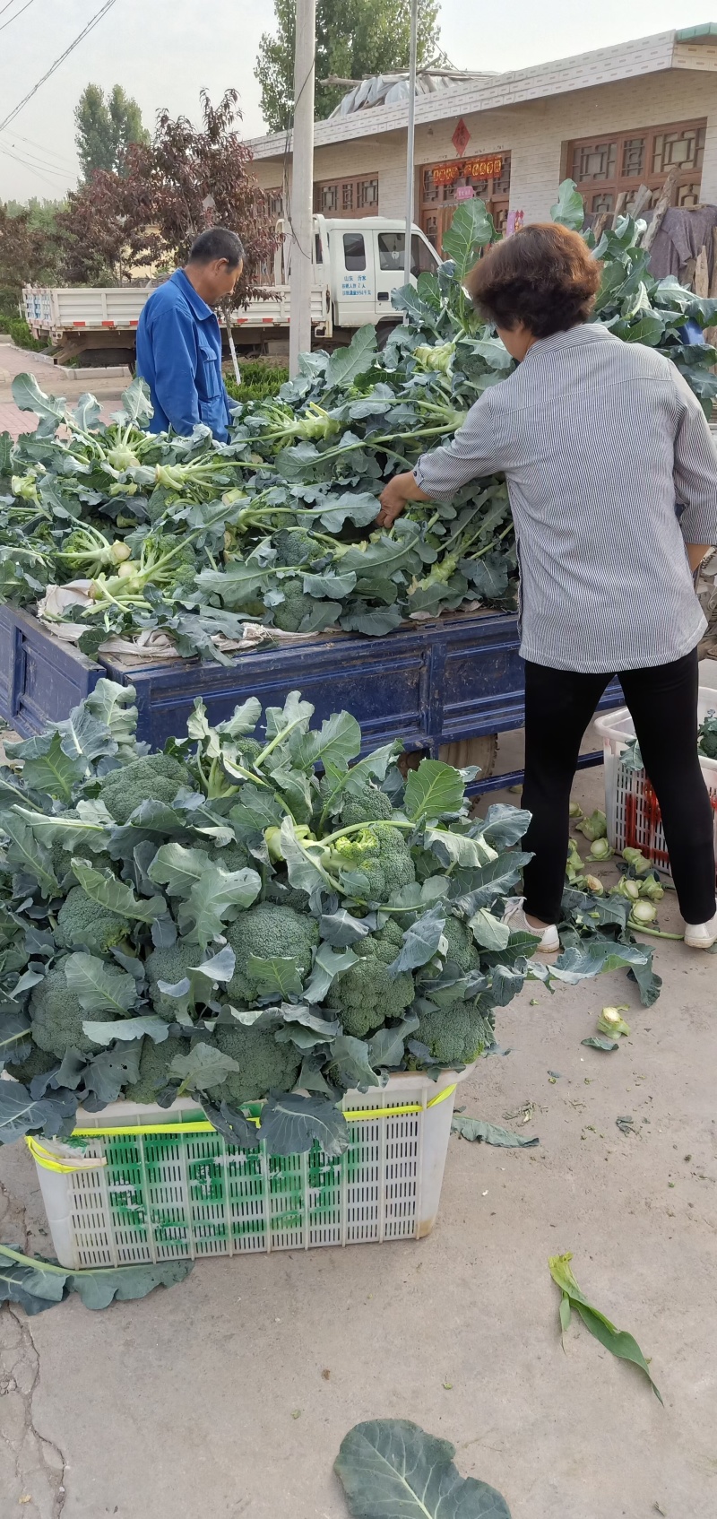 优质西兰花大量上市花型好无黄粒小米粒支持全国发货