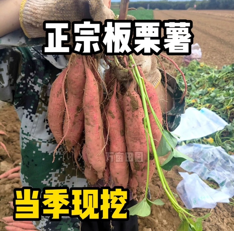 板栗红薯干面口感产地直发量大优惠整车批发一件代发