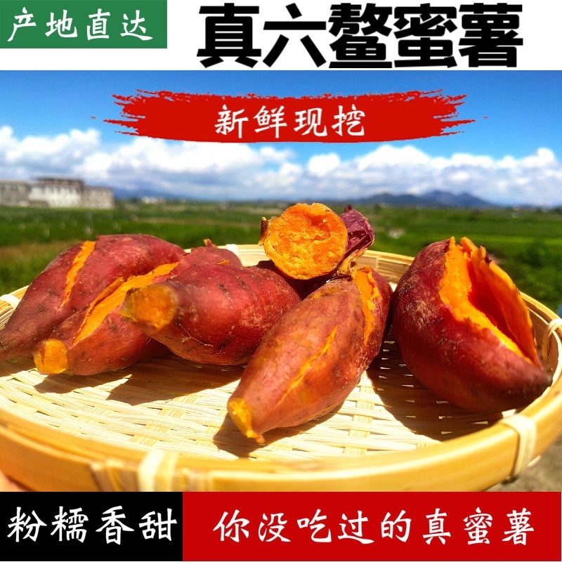 【六鳌甜蜜薯】一件代发沙地红心地瓜新鲜红薯番薯农家当季无丝