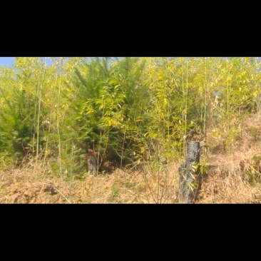 山苍子苗