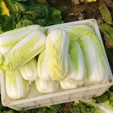 鲜菜~娃娃菜大量有货……自产自销，价位美丽，品质优越……