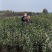 映霜红优系（映霜红芽变极晚熟
