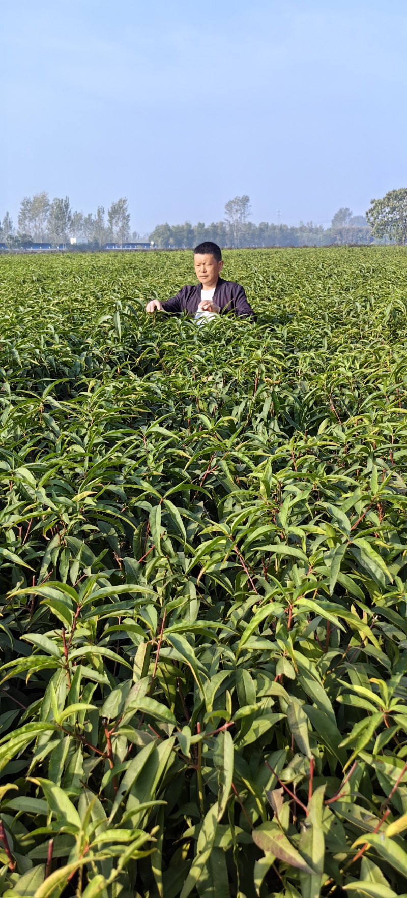 映霜红优系（映霜红芽变极晚熟