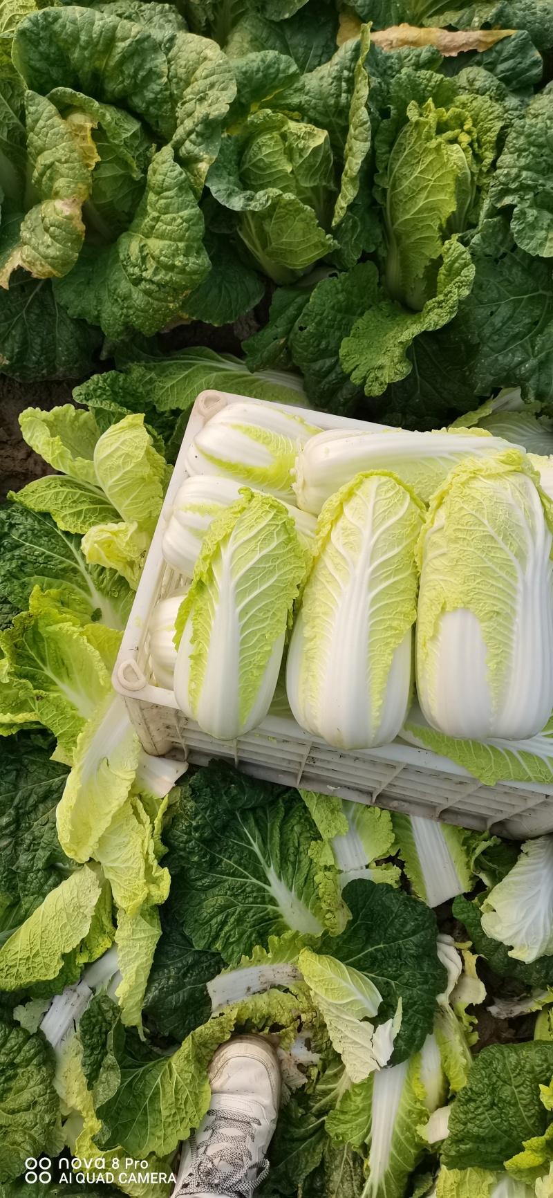 鲜菜~娃娃菜大量有货……自产自销，价位美丽，品质优越……