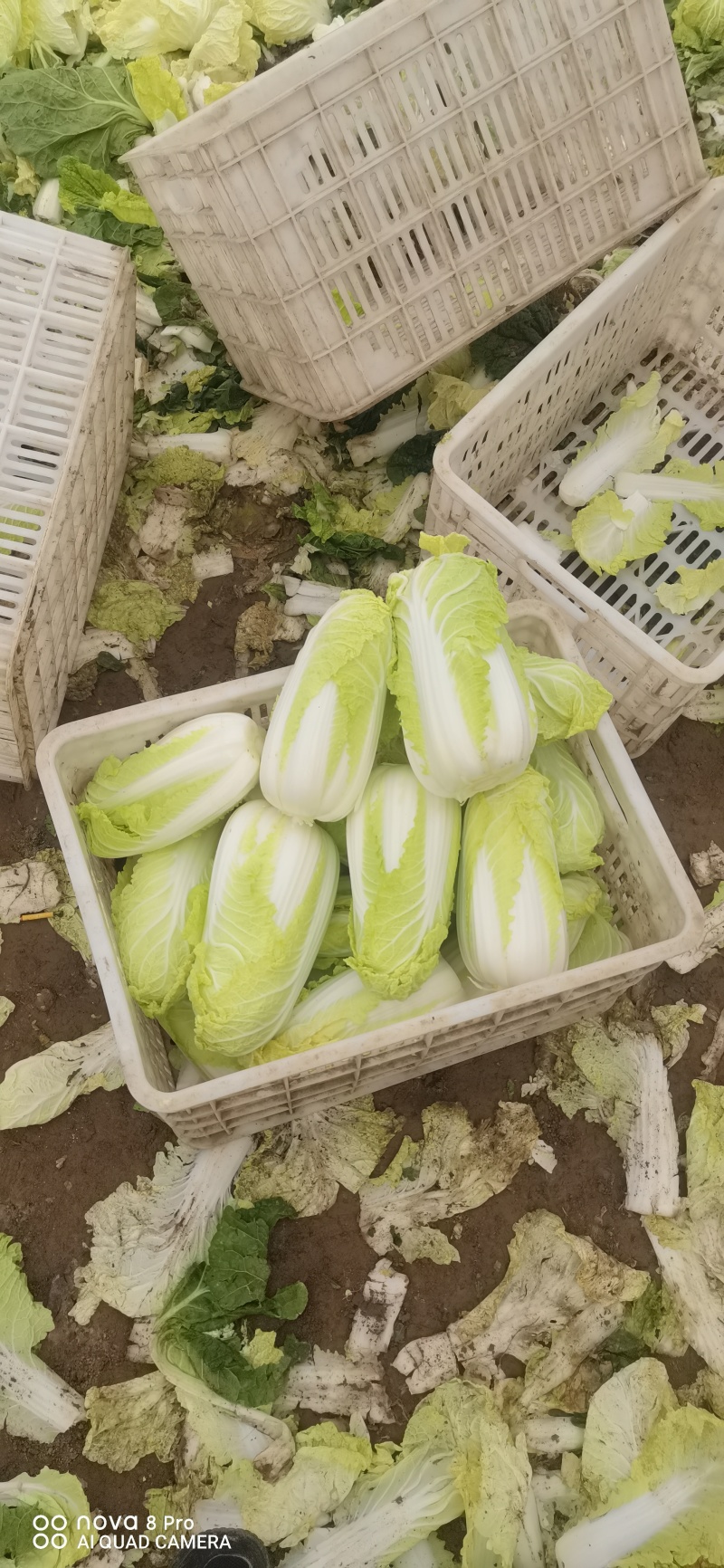 鲜菜~娃娃菜大量有货……自产自销，价位美丽，品质优越……