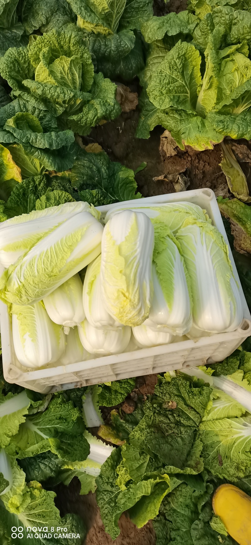 鲜菜~娃娃菜大量有货……自产自销，价位美丽，品质优越……