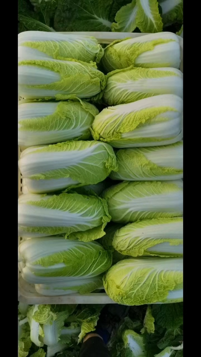 鲜菜~娃娃菜有货……自产自销，价位美丽，品质优越，