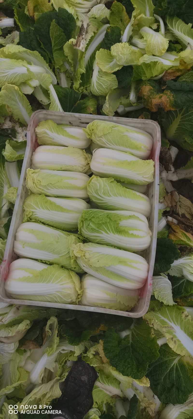 鲜菜~娃娃菜有货……自产自销，价位美丽，品质优越，