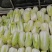 鲜菜~娃娃菜有货……自产自销，价位美丽，品质优越，