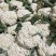 花菜，青梗散花，散花花菜，白花菜全国发货欢迎来电