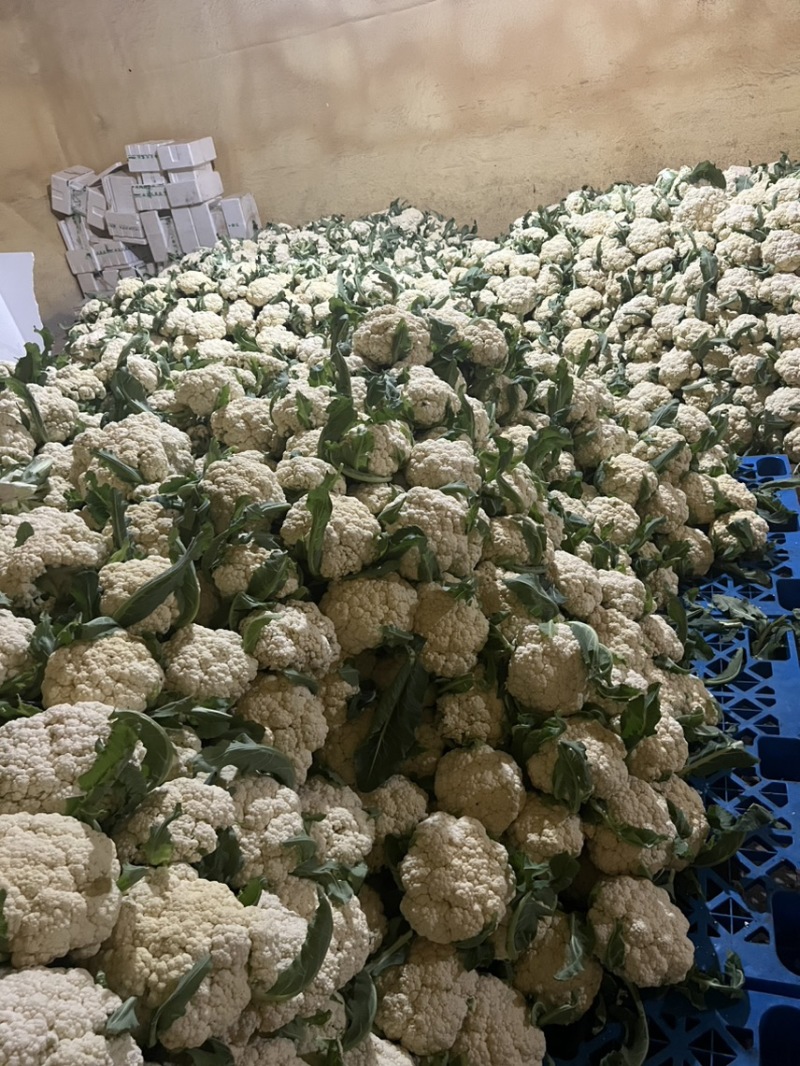 花菜，青梗散花，散花花菜，白花菜全国发货欢迎来电