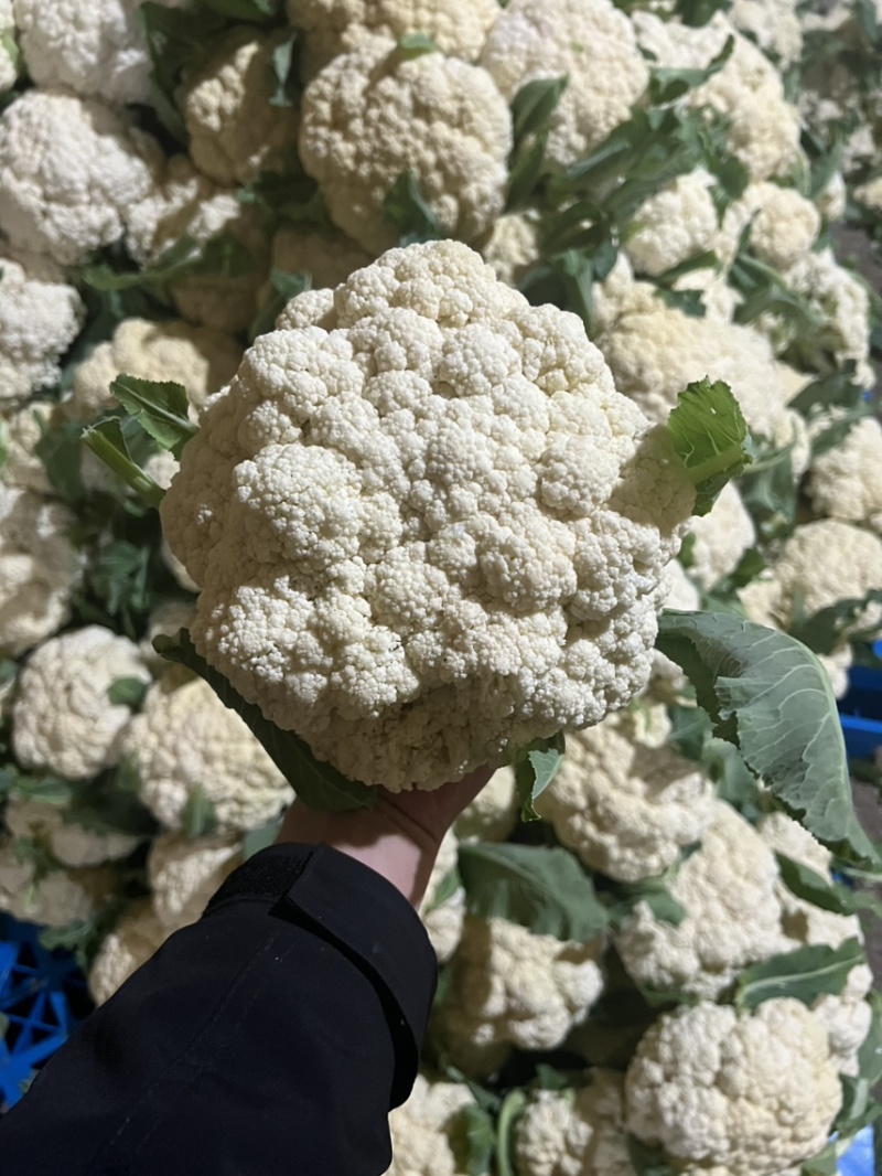 花菜，青梗散花，散花花菜，白花菜全国发货欢迎来电