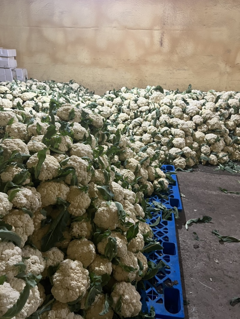 花菜，青梗散花，散花花菜，白花菜全国发货欢迎来电