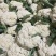 花菜，青梗散花，散花花菜，白花菜全国发货欢迎来电
