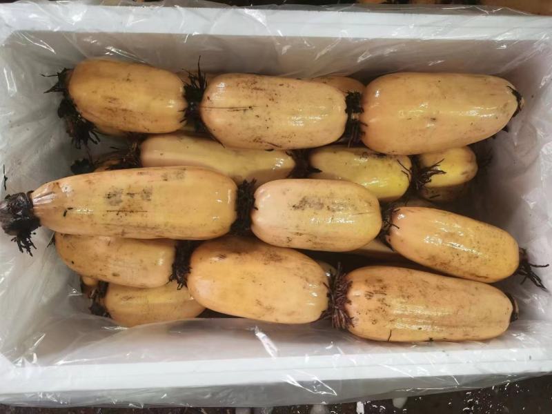 【品质保证】莲藕大量有货产地直发可视频看货
