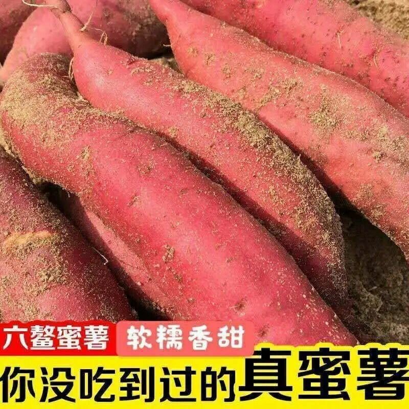 【六鳌蜜薯】一件代发沙地红薯红心地瓜西瓜红红心红薯新鲜