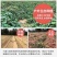 【六鳌蜜薯】一件代发沙地红薯红心地瓜西瓜红红心红薯新鲜