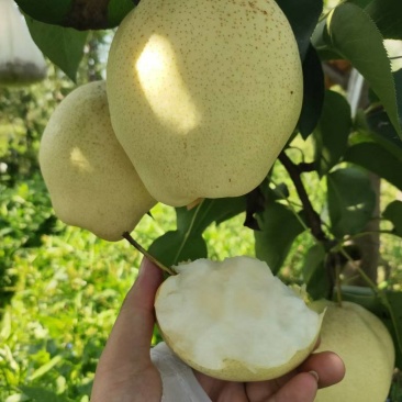 山农酥梨树苗玉露香梨树苗晚秋梨树苗