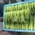 上海青优选好货诚信经营供应全国各地渠道可视频看货欢迎来电