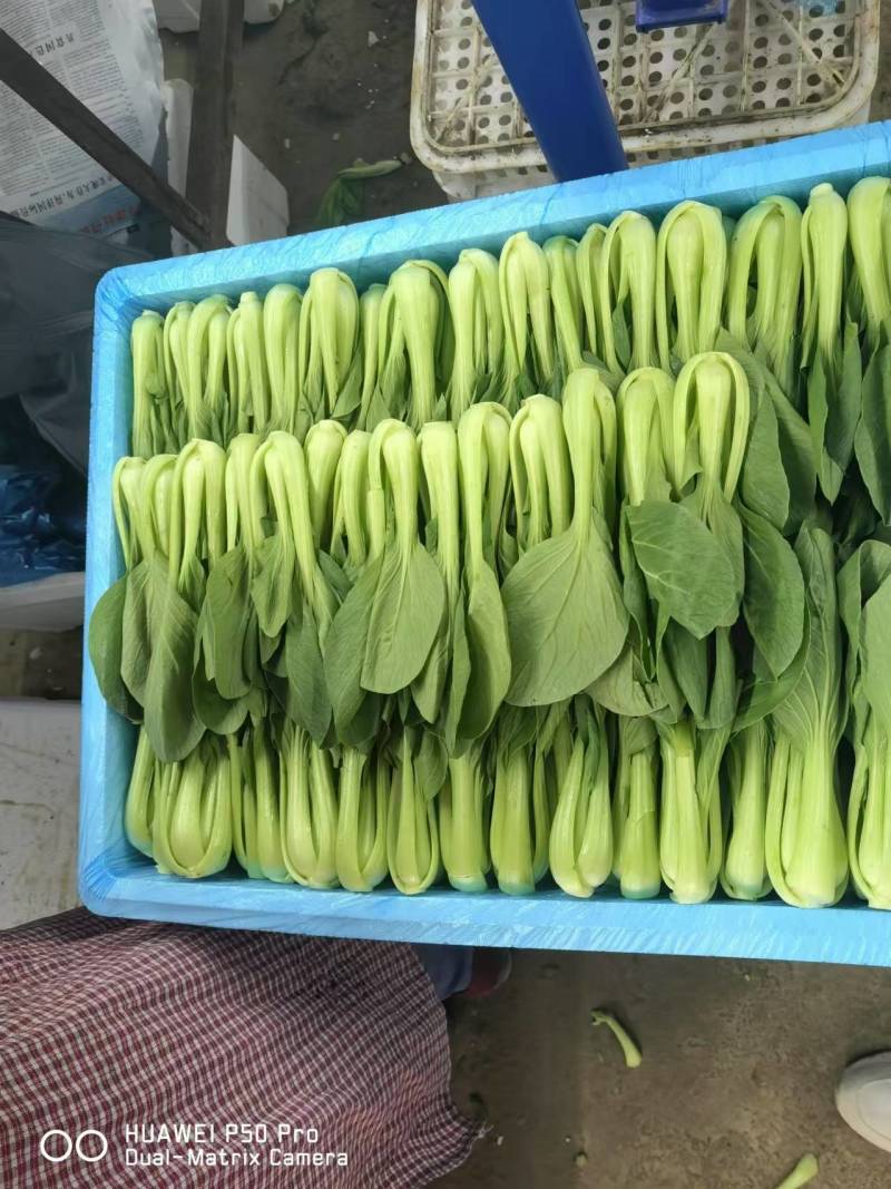 上海青优选好货诚信经营供应全国各地渠道可视频看货欢迎来电
