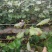澳洲甜王葡萄苗，提供栽种技术，发货量大，品种齐全