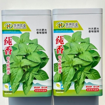 荆芥种子大叶荆芥种子裂叶荆芥种子盆栽蔬菜驱蚊河南荆芥