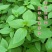 荆芥种子大叶荆芥种子裂叶荆芥种子盆栽蔬菜驱蚊河南荆芥