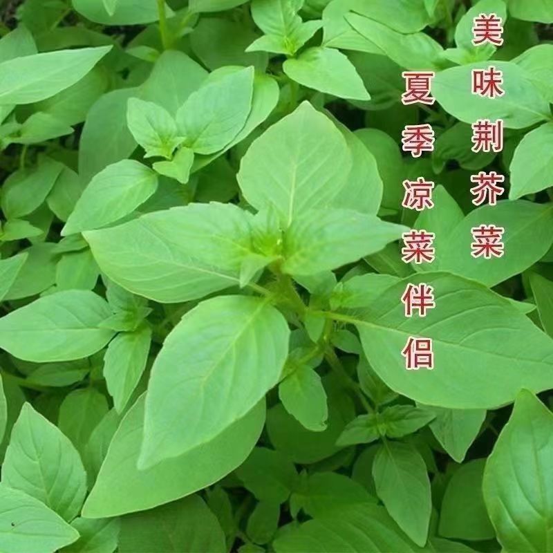 荆芥种子大叶荆芥种子裂叶荆芥种子盆栽蔬菜驱蚊河南荆芥