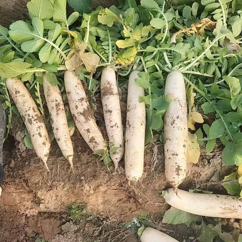 大量供应加工厂用的通货大根萝卜