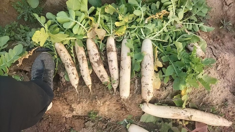 大量供应加工厂用的通货大根萝卜