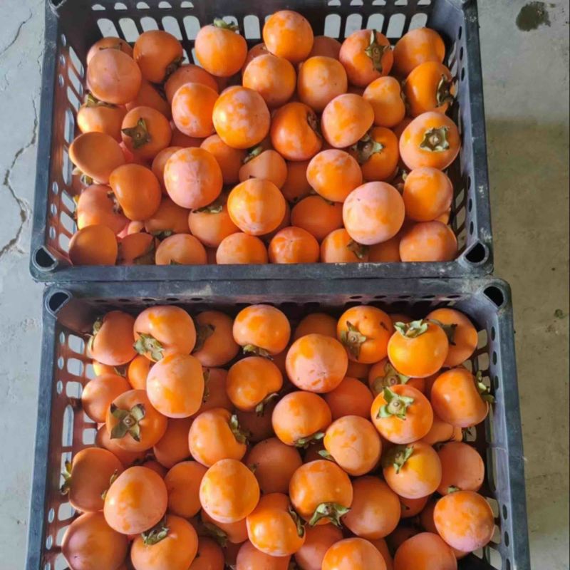 陕西精品火葫芦柿子，品质保证，产地直发，可洽谈