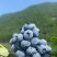 蓝莓各种品种规格云南产区直发保质保量供货