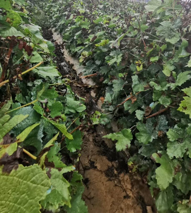 户太八号葡萄苗，质量保证，基地直发，包技术包成活自家培育