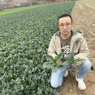 河南菠菜/河南趴地菠菜，趴地菠菜原产地菠菜基地
