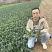 河南菠菜/河南趴地菠菜，趴地菠菜原产地菠菜基地
