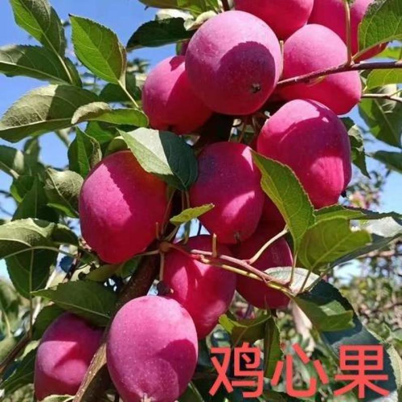 鸡心果苗