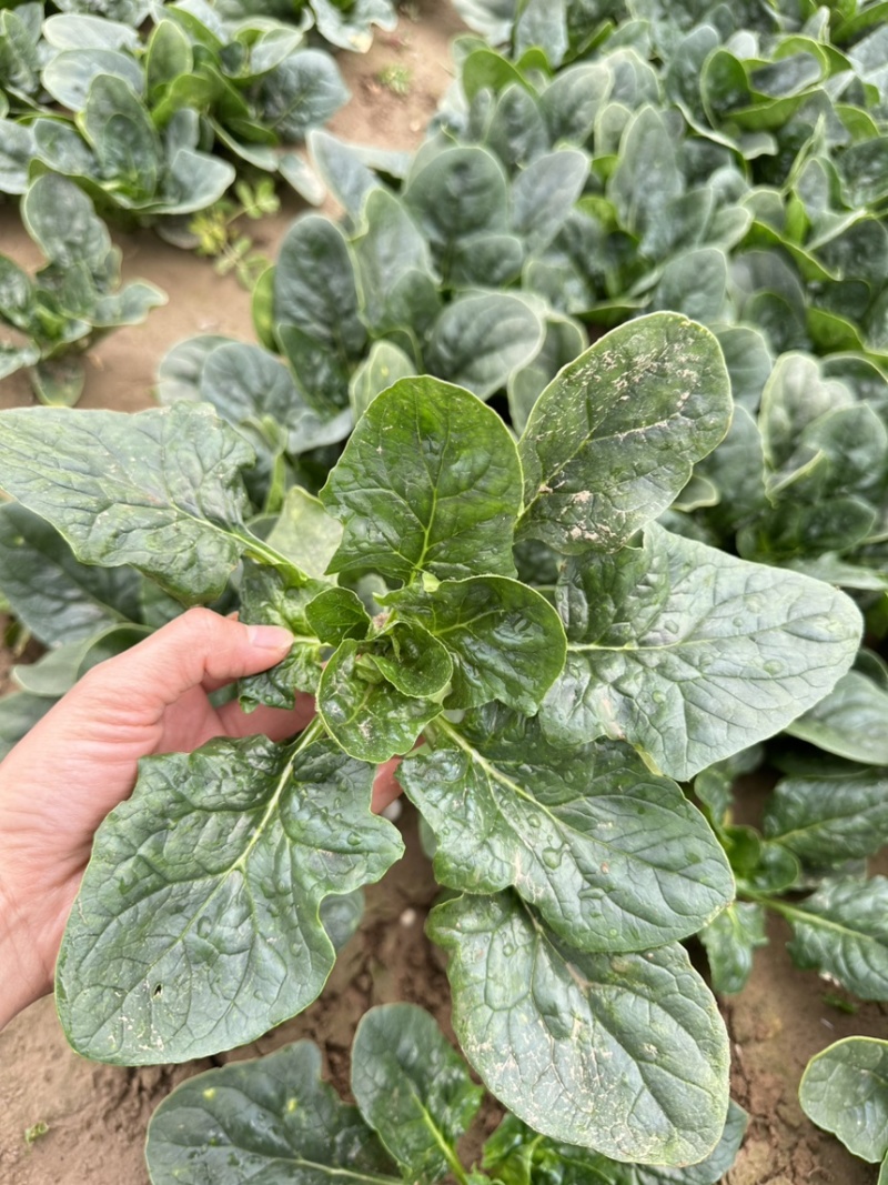 河南菠菜/河南趴地菠菜，趴地菠菜原产地菠菜基地