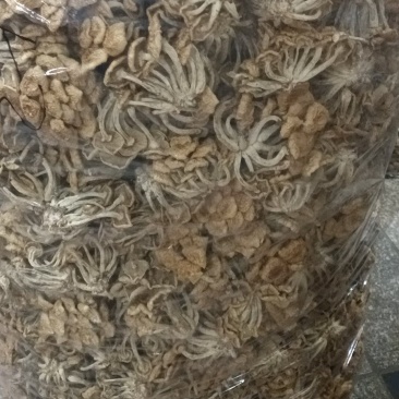 （新货）滑子菇.精挑，品质保证，量大从优