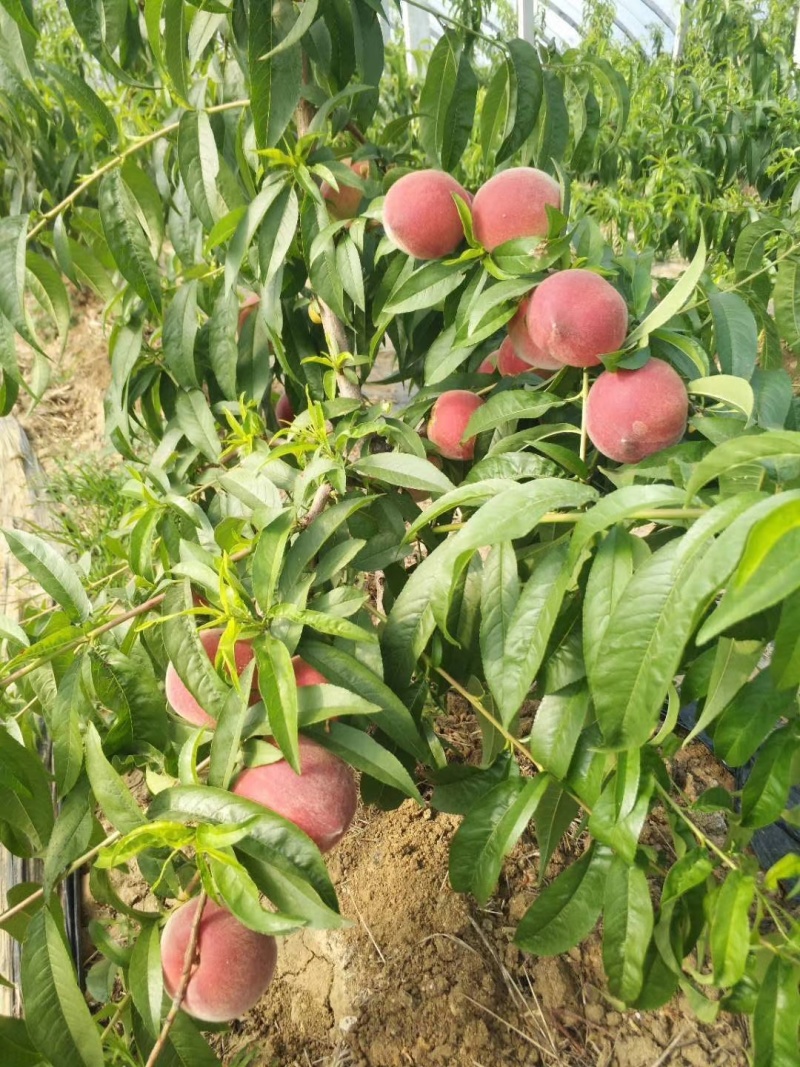 珍珠枣油桃冬雪蜜中油4桃树苗一年生
